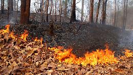ROMA. Incendi: Forestale, 87 roghi ieri in Italia, 28 in Campania
