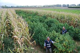VERCELLI. Coltivavano marijuana nei campi, denunciati due varallesi