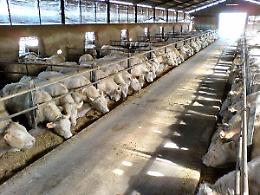 TORINO. Bovini trattati con anabolizzanti, sette rinvii a giudizio