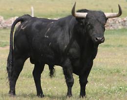 Toro lo colpisce con le corna, morto allevatore di Niella Tanaro