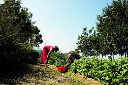 Torino Film Festival, il documentario su San Mauro e le sue fragole