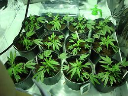 PAVAROLO. Ha serra di marijuana in casa, "sono appassionato botanica"