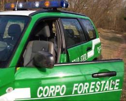 Tagliati centinaia di alberi nel parco canavesano: indaga la Forestale
