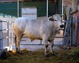 Asta mondiale bue grasso, venduto esemplare di 1.130 chili  