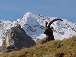 Ente Parco Nazionale Gran Paradiso: la Lega punta su due canavesani per la presidenza