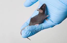 COLLERETTO GIACOSA. Fermiamo la sperimentazione animale