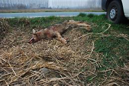 POIRINO. Automobilista investe lupo e lo soccorre, ma animale muore