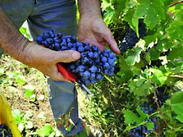 Vino piemontese in affanno tra magazzini pieni e braccia che mancano: la Lega chiede interventi urgenti