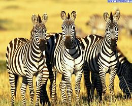 SETTIMO TORINESE. ZEBRE ED ULCERA