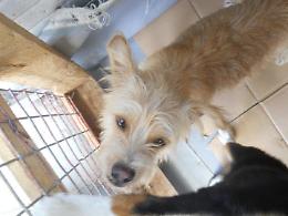 TAVAGNASCO. Inzuppa d'alcool il cane della vicina? Assolta