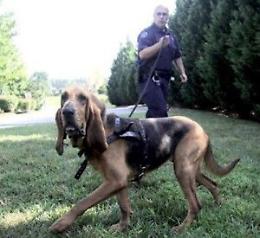 TORINO. Droga: cane carabinieri scopre hashish in bagni scuola