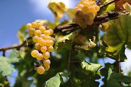 Al Castellazzo, una vigna nel centro della città