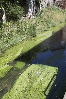 CHIVASSO. Una roggia che è diventata ormai una fogna
