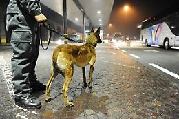 RAVENNA. Cani antidroga 'puntano' coppia, avevano marijuana