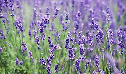 CIGLIANO. Tremila piantine di lavanda messe a dimora in un grande campo tra i Ronchi e la Petiva