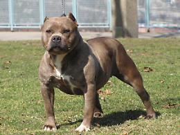 TORINO. Animali: tiene in casa 32 cani, denunciato