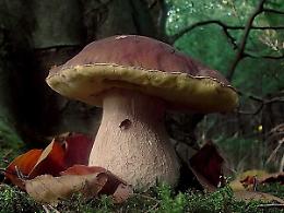 Quassolo si prepara alla Sagra del Porcino: tre giorni di gusto, arte e tradizione ai piedi del Canavese