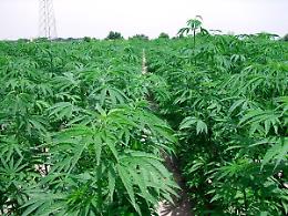 STRAMBINO. Droga: piantagione cannabis nel Torinese, piante oltre metro