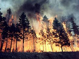 ROMA. Incendi: a fuoco 2500 ettari in Italia negli ultimi 7 giorni