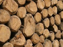ROMA. Approvato il decreto sul legno illegale, sventata sanzione europea