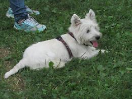 MONTANARO. Educazione del cane
