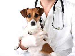 QUINCINETTO. Saranno allontanati i cani dei Monetta. Fine delle proteste?