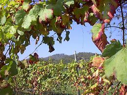 SETTIMO VITTONE. Allarme Flavescenza Dorata in Canavese