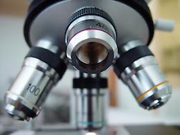 TORINO. Scoperte componenti plastiche che alterano sistema endocrino