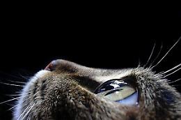 TORINO. Gatto precipita su passante dall'ottavo piano, padrona a processo