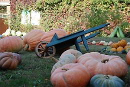 BRANDIZZO. Sagra della Zucca: ecco il programma