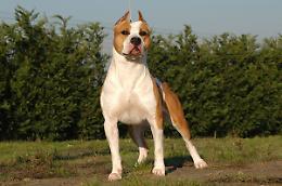 TORINO. Salvato cane nel torinese, forse usato per combattimenti