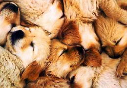CARMAGNOLA. Animali: allevamento abusivo, sequestro 15 cuccioli cane