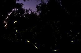 CERESOLE REALE. Fotografare il Parco, ecco i vincitori