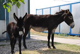 CHIVASSO. L'asinella e il suo cucciolo non sono stati abbandonati, ma sono scappati da un allevamento