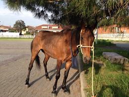 IVREA. Disarcionata dal cavallo. Silvia Beni è gravissima