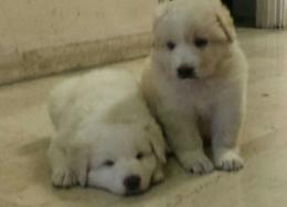 ROMA. Diminuiscono abbandoni cani, aumentano adozioni