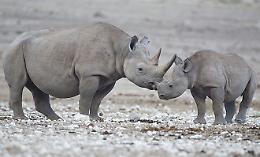 ROMA. 'Operazione Rhino' salva centinaia di esemplari in Namibia