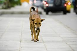 CASTIGLIONE. Cane senza vita in via San Rocco