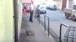 CHIVASSO. Gigantesca nutria spaventa un quartiere