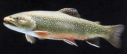 CHIVASSO. Il salmerino di Ciuffreda? E' il pesce killer o quello quasi estinto?