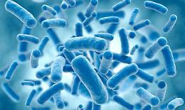 TORINO. Virus e batteri 'mutanti', microbiologi studiano contromosse