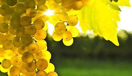 CAREMA. Al via la Festa dell’Uva. Spazio agli studi sul francoprovenzale