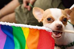 CIRIÈ. Primo DOG PRIDE delle Valli di Lanzo