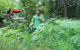 RIVAROSSA. Videosorveglianza per proteggere piantagione marijuana