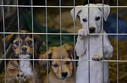 TORINO. Lancia cani dalla finestra, denunciato