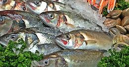 ROMA. Sequestrate 3 tonnellate pesce avariato