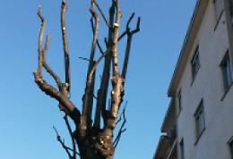 VENARIA. Alberi potati in via Don Sapino: era ora