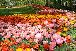 TORINO. Messer Tulipano, il parco di Pralormo si tinge di rosa