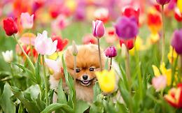 PRALORMO. Messer Tulipano
