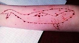 TORINO. 'Blue Whale', da Russia rito suicida che coinvolge i giovani